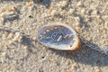 Abalone Bracelets